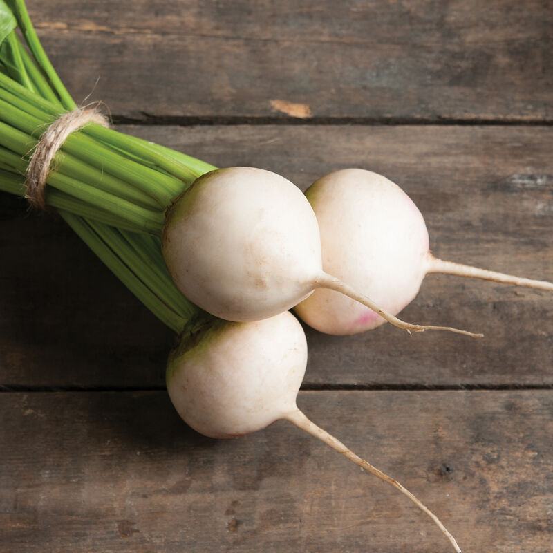 Avalanche Beet – Mild & Sweet White Beet, AAS Winner
