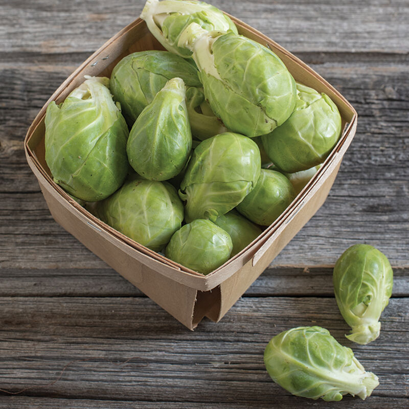 Dagan Organic (F1) Brussels Sprout