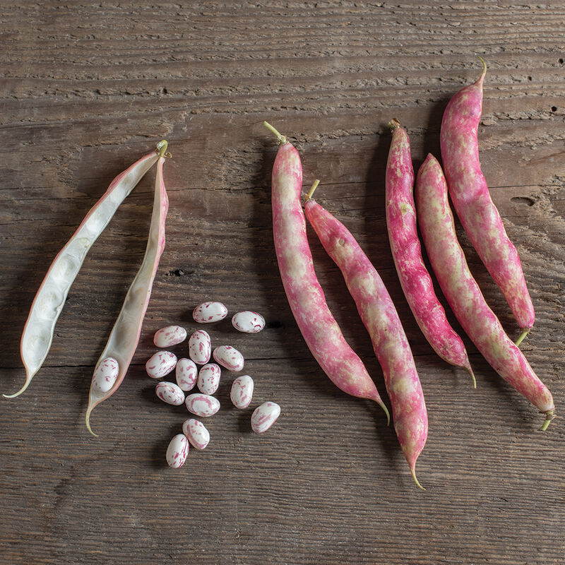 Flambo Bean – Brilliant Red Fresh Shell Bean