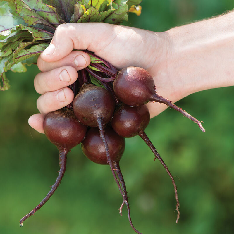 Babybeat Beet – The Best Mini Beet for Whole Cooking
