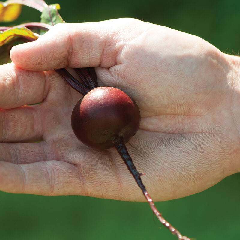 Babybeat Beet – The Best Mini Beet for Whole Cooking