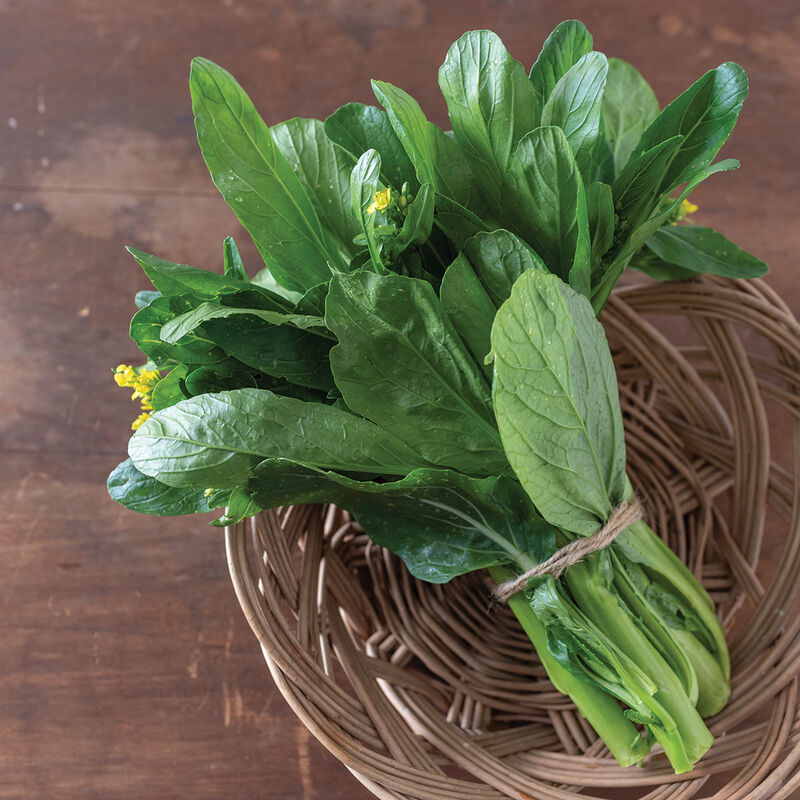 Green 70 D Improved – Heat-Tolerant Choy Sum, Sweet & Tender