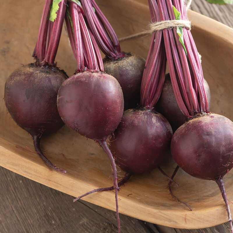 Subeto Organic (F1) Beet – Consistent Organic Red Beet
