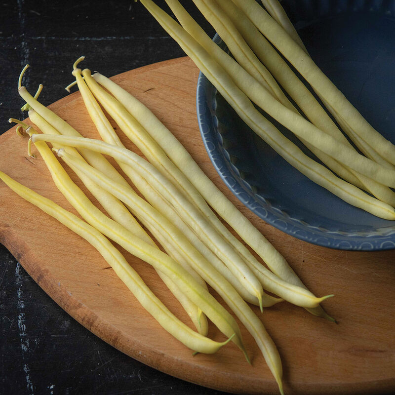 Goldilocks Bean – Beautiful Bright Yellow Bush Bean