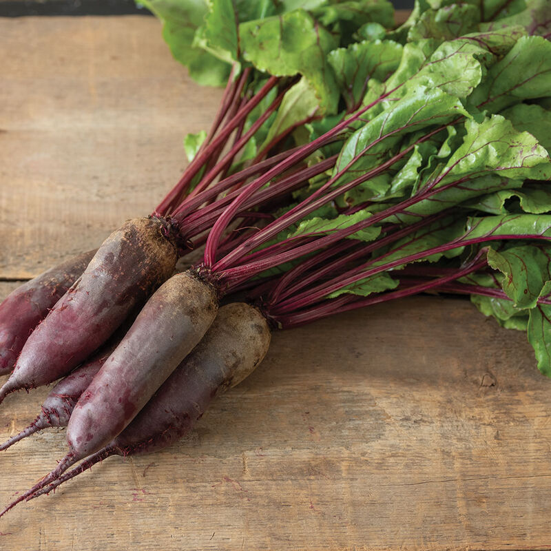 Formanova Organic Beet – Great Canning Beet with Cylindrical Roots