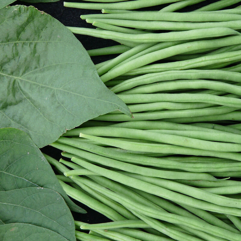 Tobago Bean – Attractive Refined Filet Bean