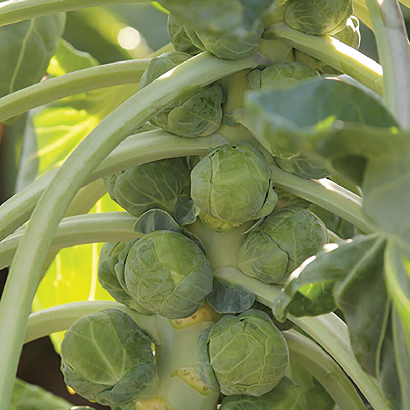 Gladius (F1) Brussels Sprout