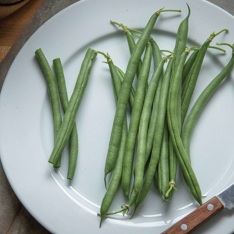 Seychelles Pole Bean – AAS Winner, Vigorous Standard Green Snap Bean