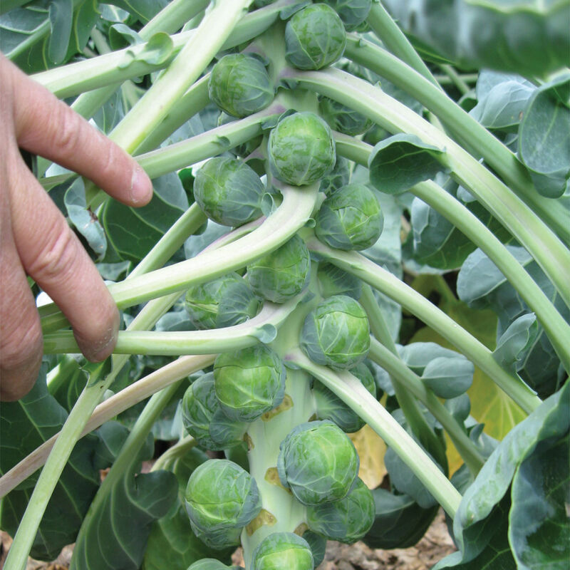 Divino (F1) Brussels Sprout