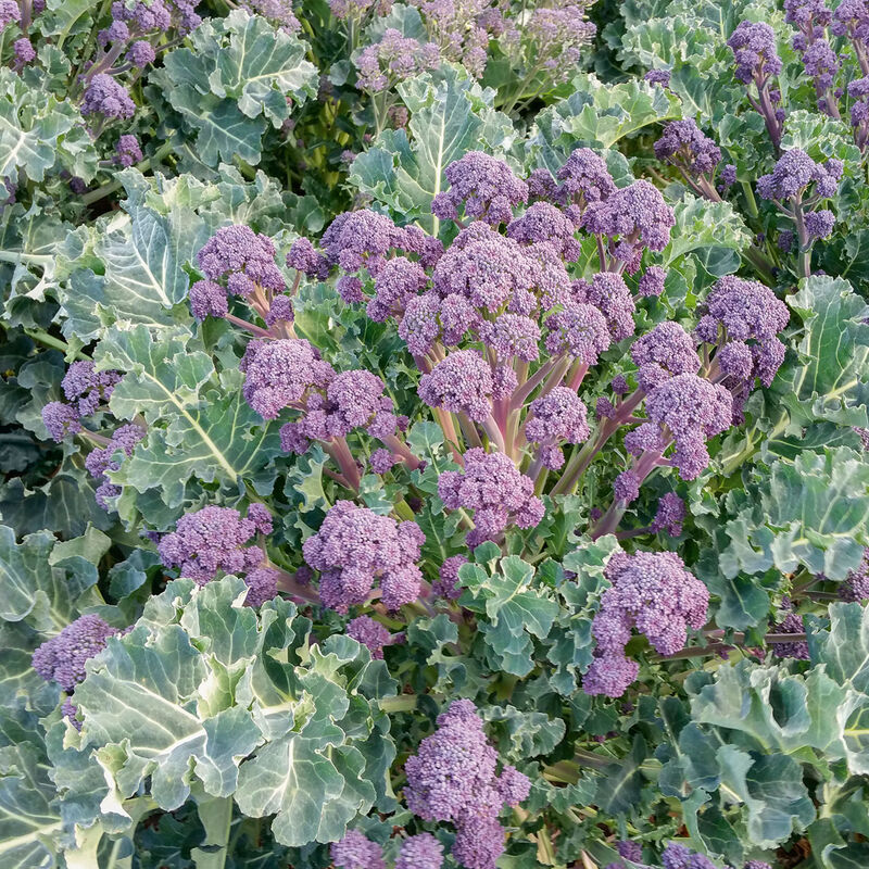 Bonarda (F1) Broccoli – Productive Overwintering Variety, Cold-Hardy Purple Mini Broccoli