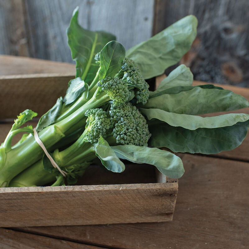 Sweet Bunch (F1) Broccoli – Early Variety, Sweet Flavor & 4–6 Week Production