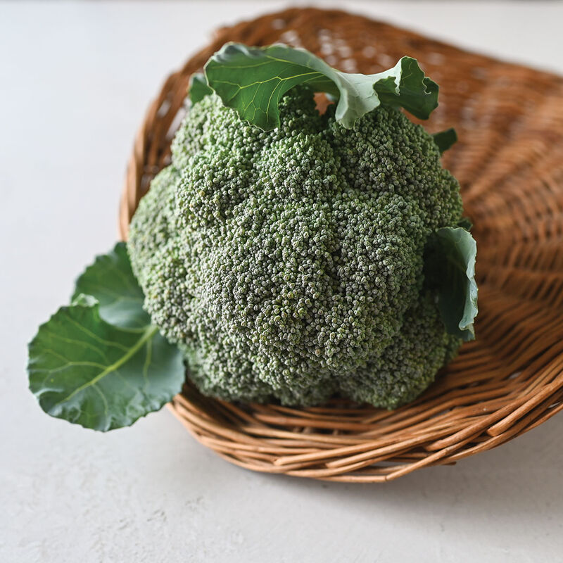 Kariba (F1) Broccoli – Cold Tolerant for Fall & Winter Production