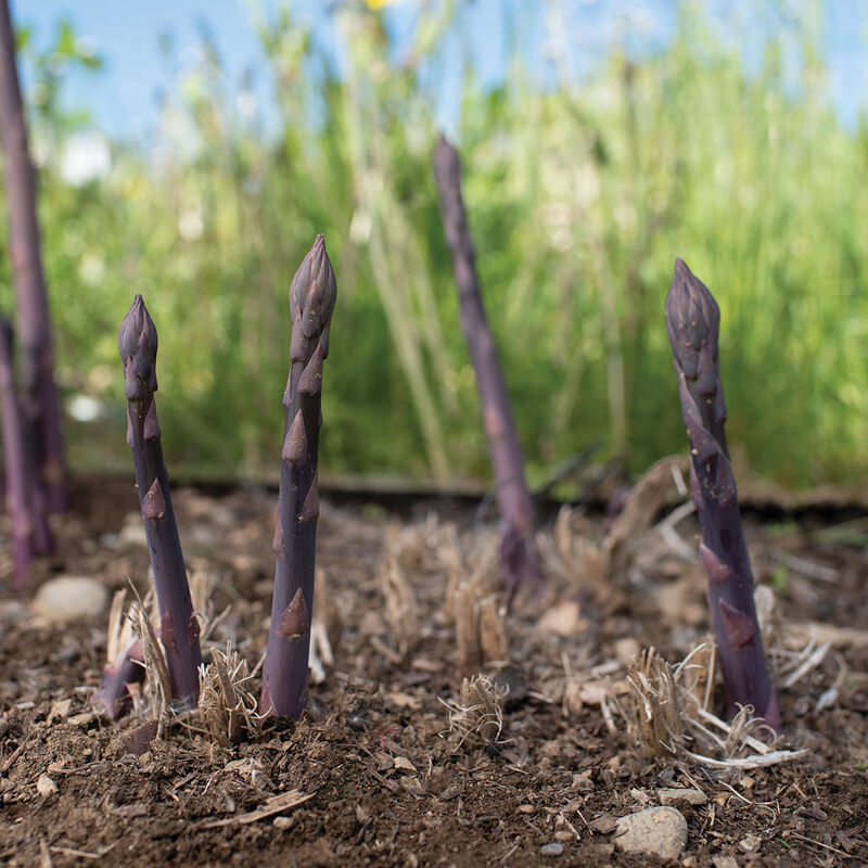 Erasmus (F1) Asparagus – Outstanding Purple Asparagus from Seeds