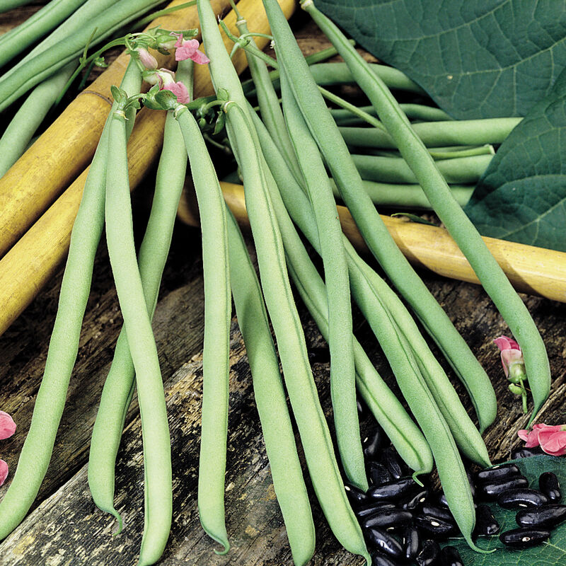 Cobra Bean – Fortex Substitute with Sweet Flavor