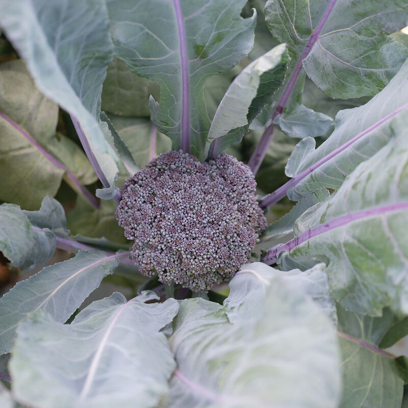 Purple Magic (F1) Broccoli – Purple Heads & Stems, 2024 AAS Winner