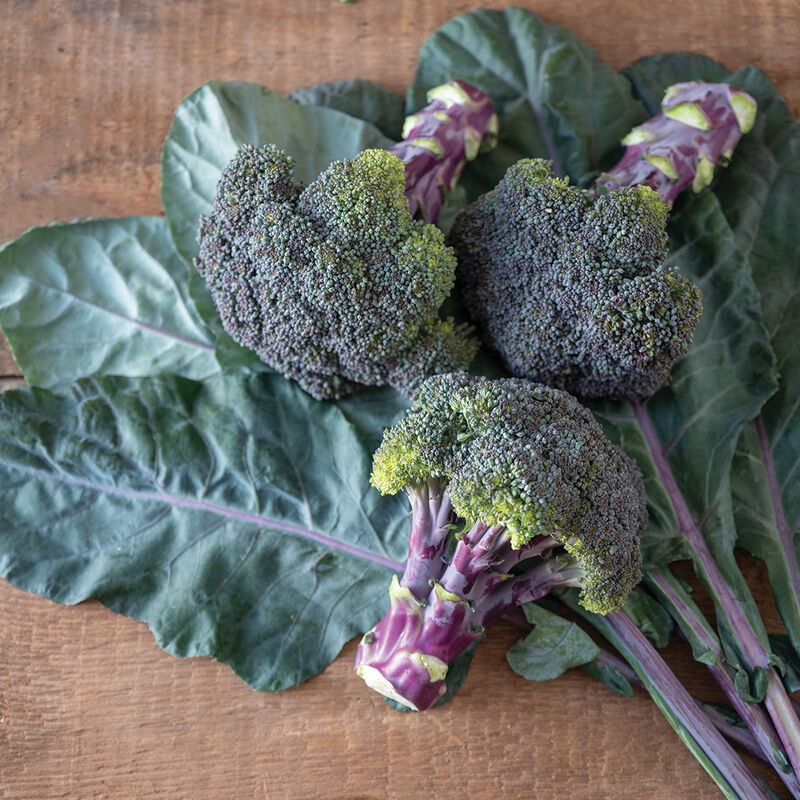Purple Magic (F1) Broccoli – Purple Heads & Stems, 2024 AAS Winner