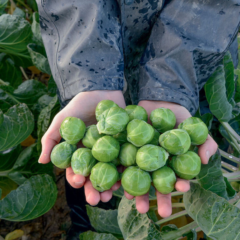 Attis (F1) Brussels Sprout