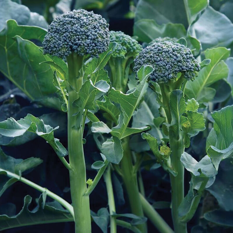 Sibsey (F1) Broccoli – Easy Bunching, Long Stems & High Yield Potential
