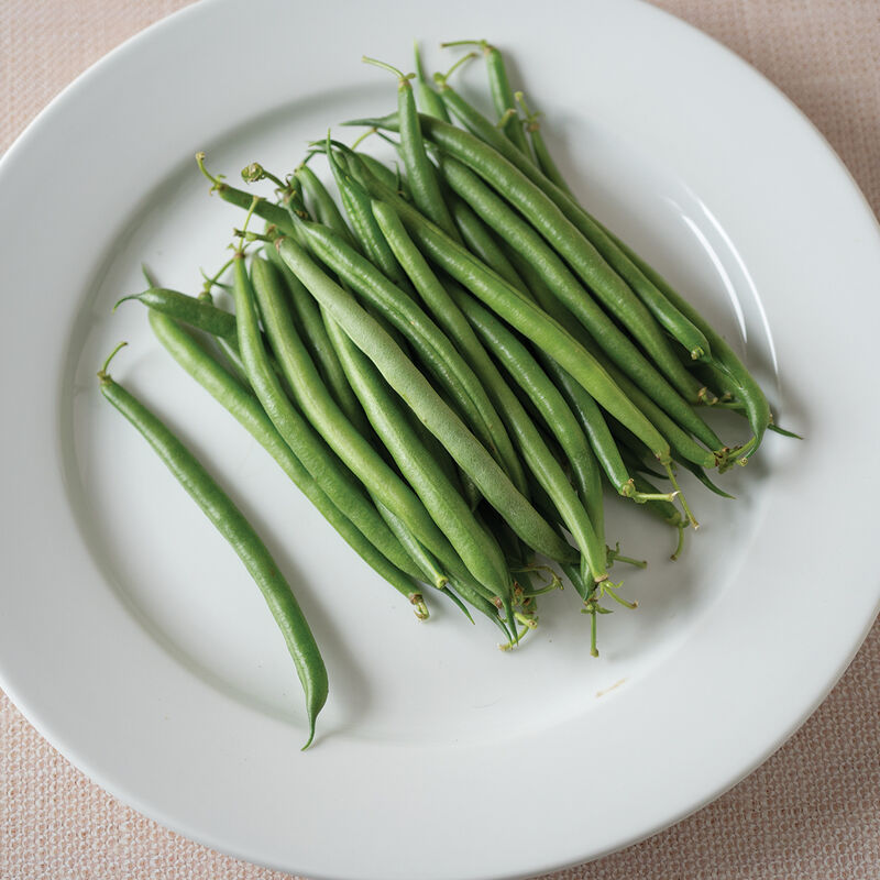 Red Tail Organic Bean – Professional Performance in an Organic Snap Bean