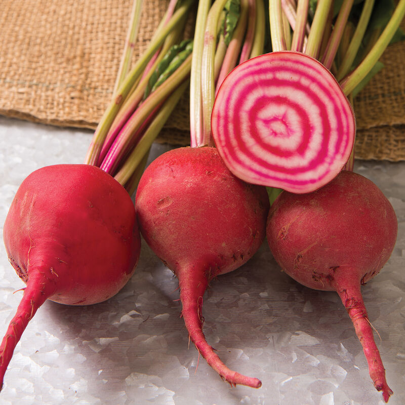 Chioggia Guardsmark Organic Beet – The Highest-Quality Chioggia Strain