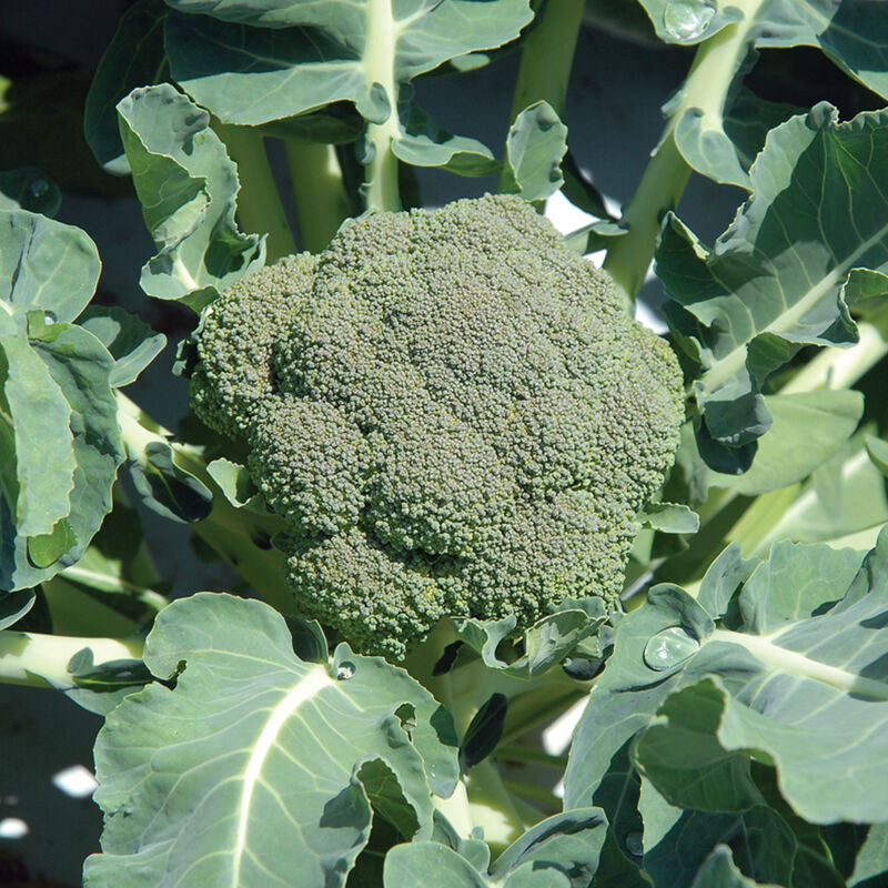 Belstar Organic (F1) Broccoli – Widely Adapted Organic Hybrid for Spring & Summer