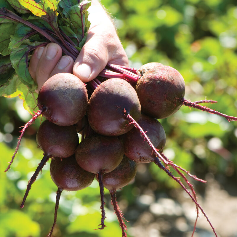 Zeppo (F1) Beet – Our Most Refined Bunching Beet