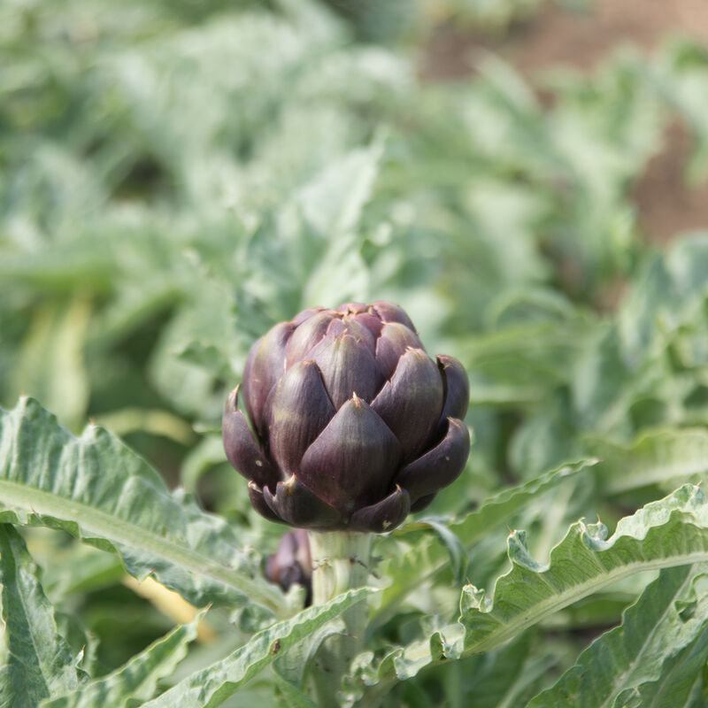 Colorado Star Artichoke