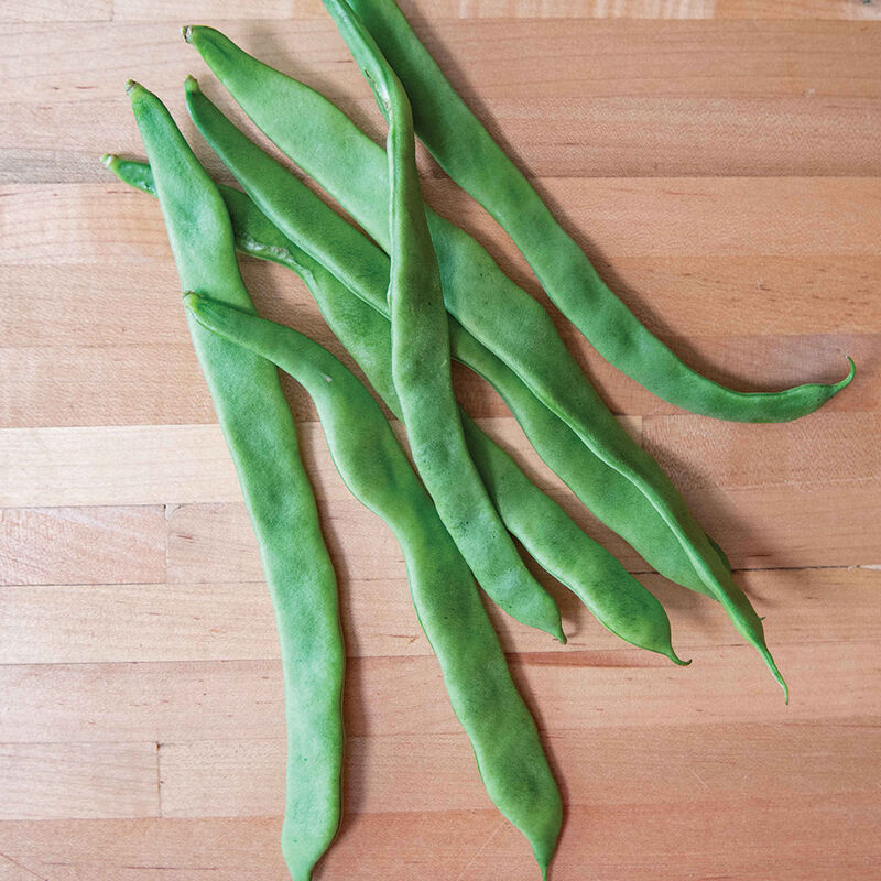 Helda Organic Bean – Organic Substitute for Northeaster