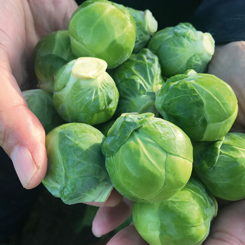 Silvia (F1) Brussels Sprout