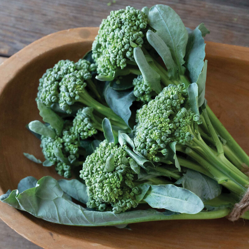 Sidekick Broccoli – Superior Piracicaba Strain, High-Yielding Mini Broccoli