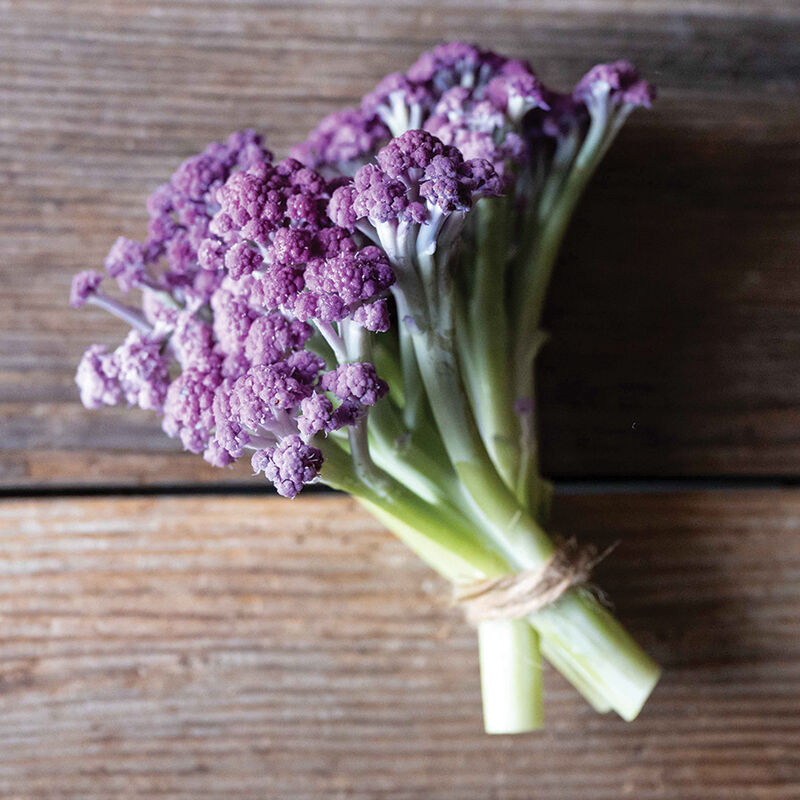 Murasaki Fioretto 70 (F1) Sprouting Cauliflower – Stunning Purple Florets, 2025 AAS Winner