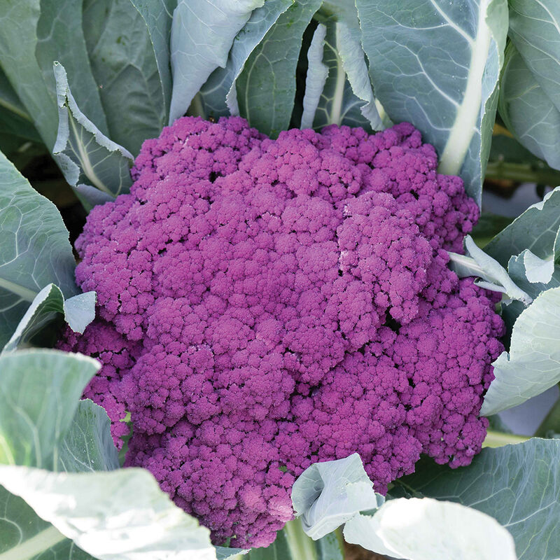 Murasaki Fioretto 70 (F1) Sprouting Cauliflower – Stunning Purple Florets, 2025 AAS Winner