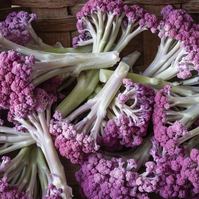 Murasaki Fioretto 70 (F1) Sprouting Cauliflower – Stunning Purple Florets, 2025 AAS Winner