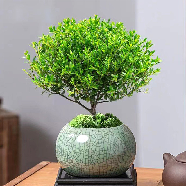 Live Plants