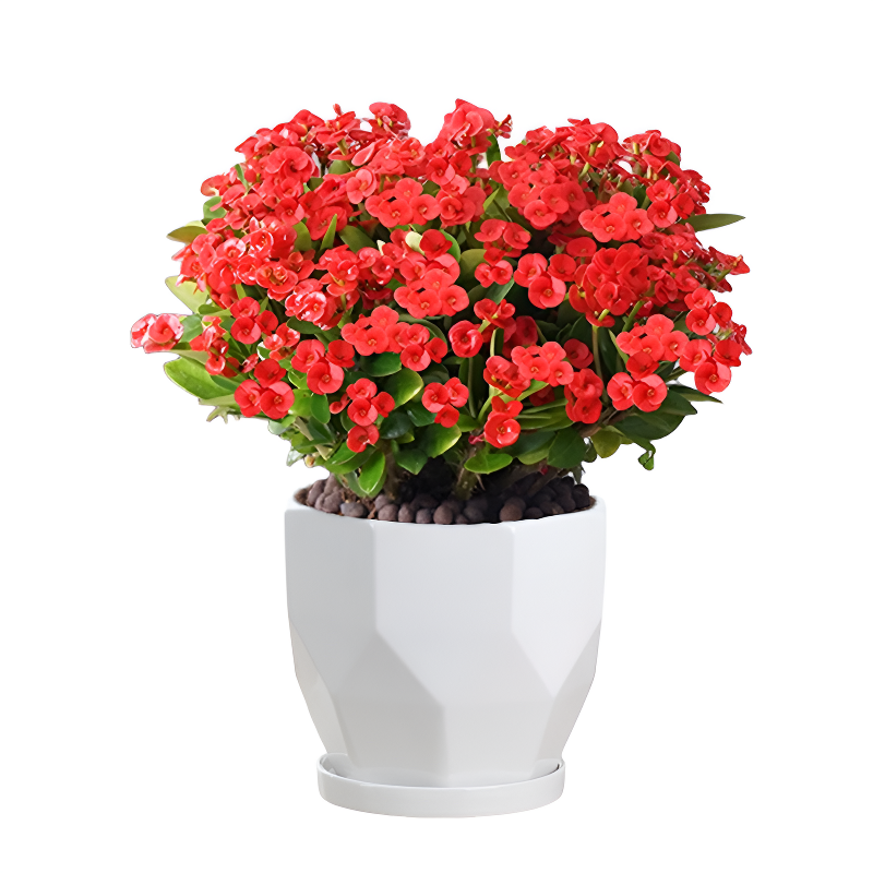 Four Seasons Blooming Crown of Thorns Bonsai