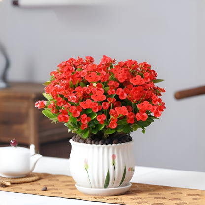 Four Seasons Blooming Crown of Thorns Bonsai
