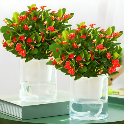 Four Seasons Blooming Crown of Thorns Bonsai