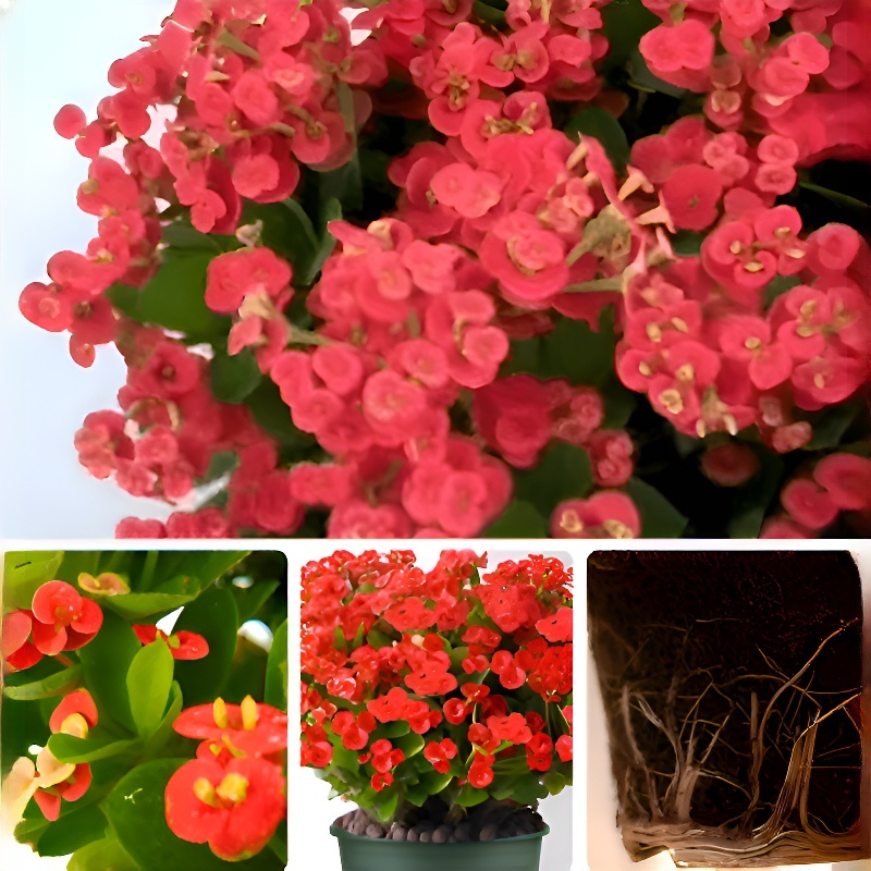 Four Seasons Blooming Crown of Thorns Bonsai
