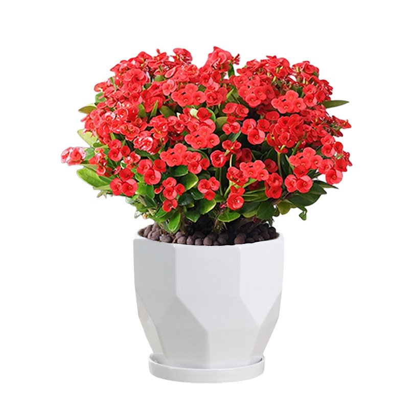Four Seasons Blooming Crown of Thorns Bonsai
