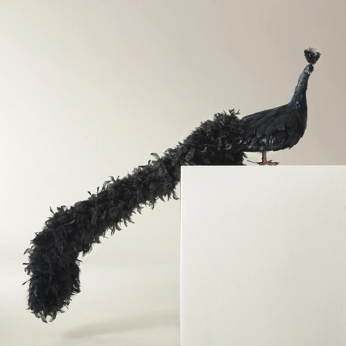 Black Fancy Peacock - 60"