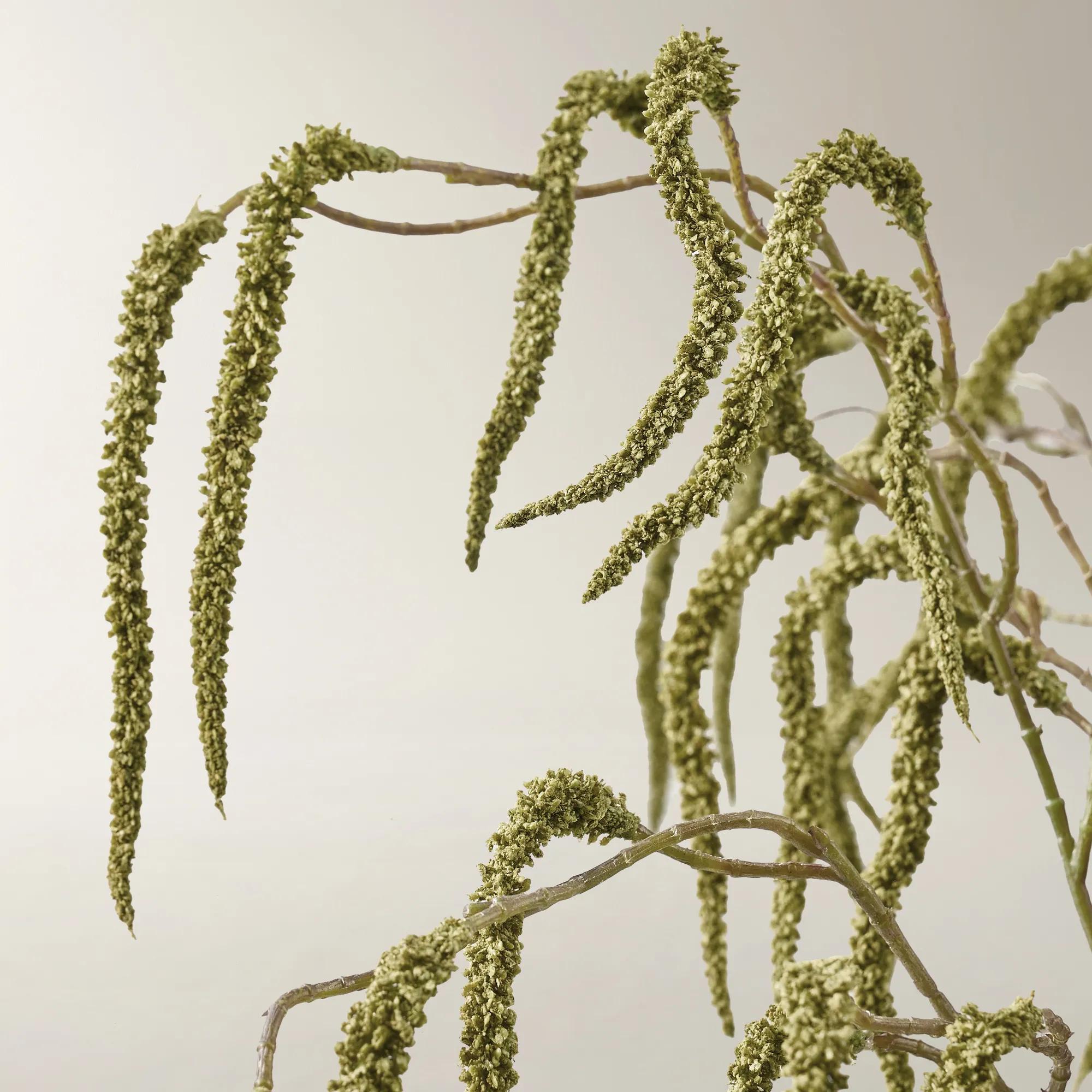 Citron Green Amaranthus Stem 30" - Set of 3