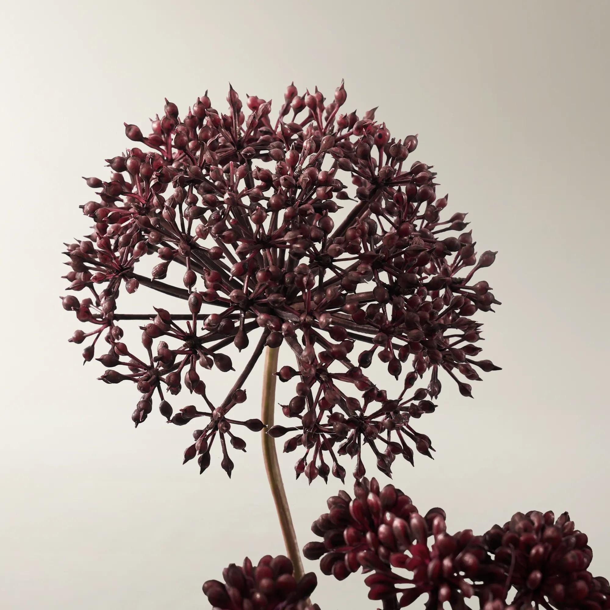 Fig Angelica Stem 28" - Set of 3