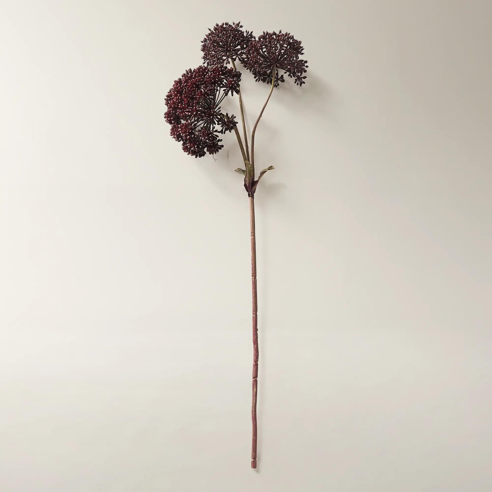 Fig Angelica Stem 28" - Set of 3