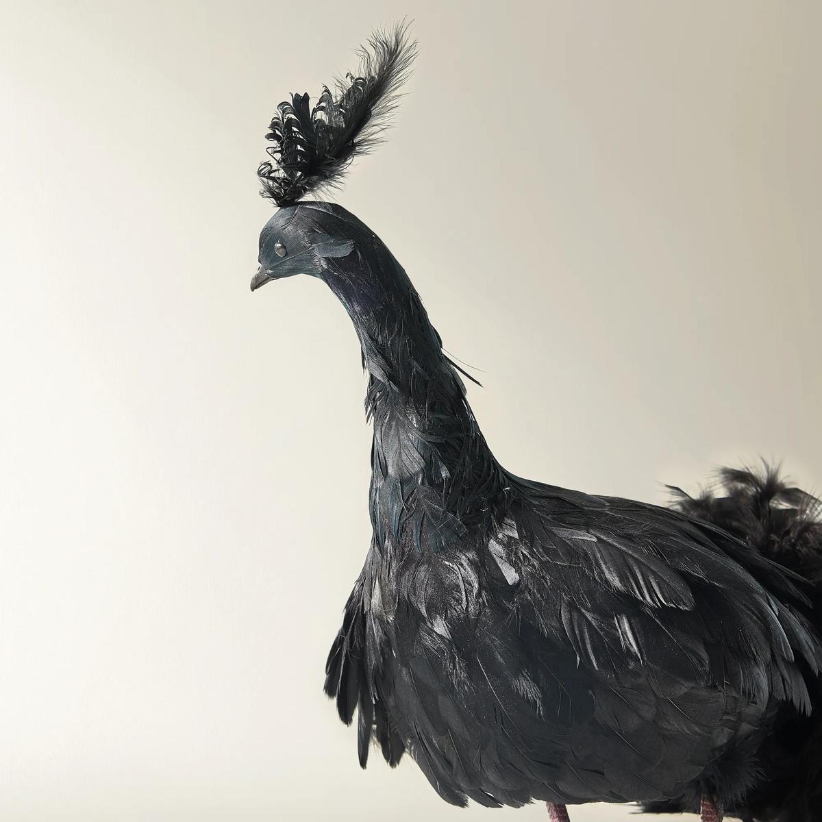 Black Fancy Peacock - 60"