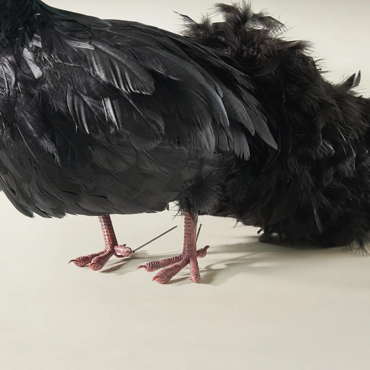 Black Fancy Peacock - 60"