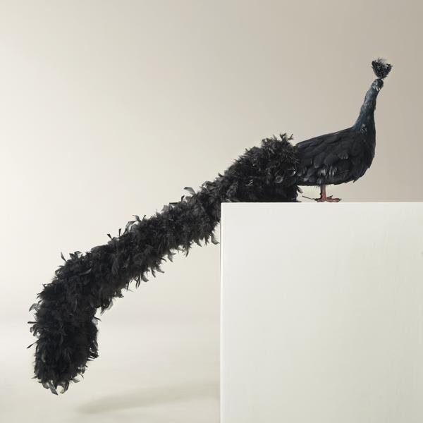 Black Fancy Peacock - 60"