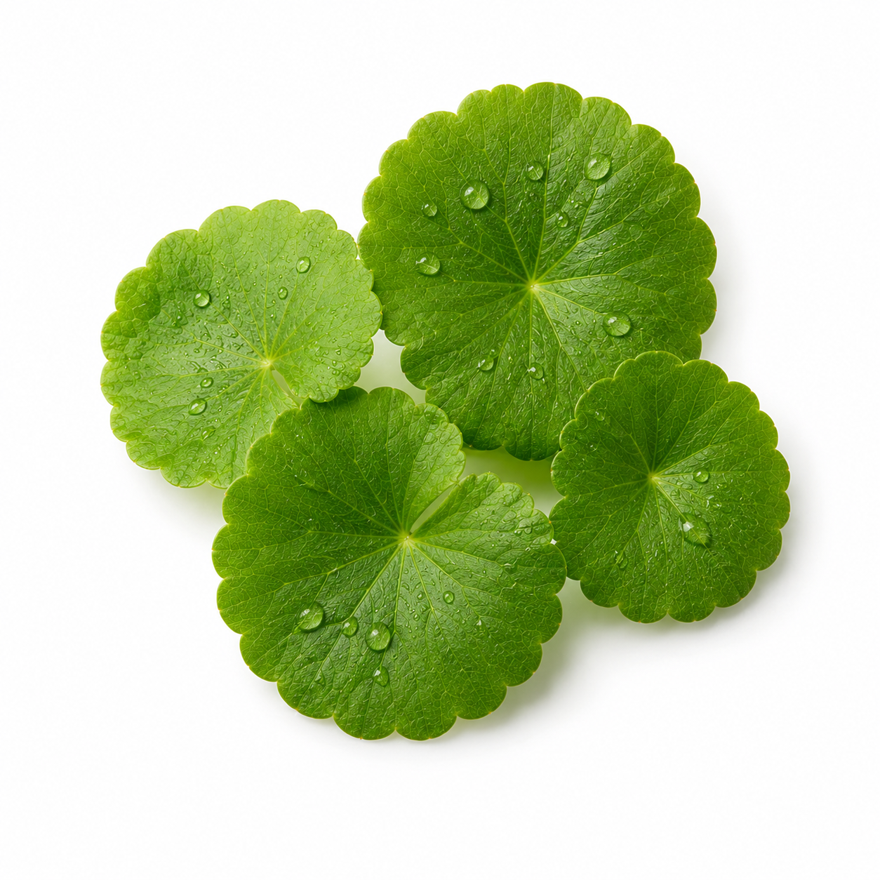 Korean Centella