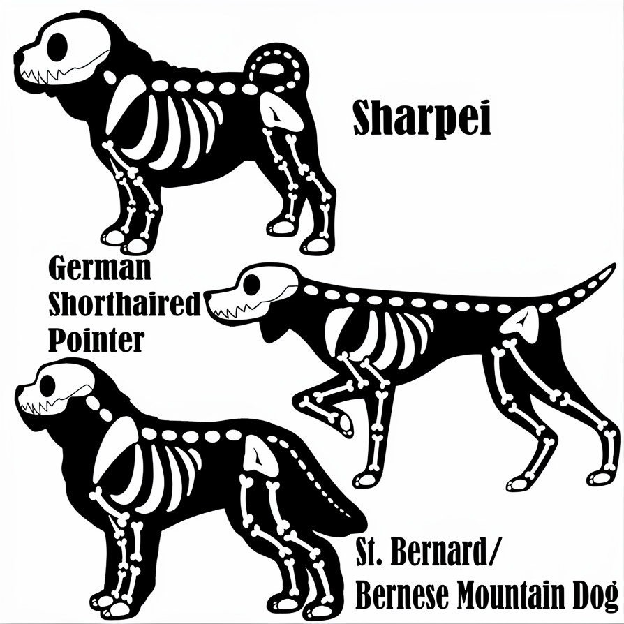 🎃🐾 Custom Embroidered Skeleton Dog & Cat Breed Halloween Sweatshirt – Personalized Pet Lover Spooky Gift