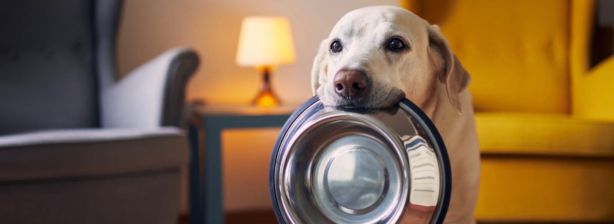 Food bowl