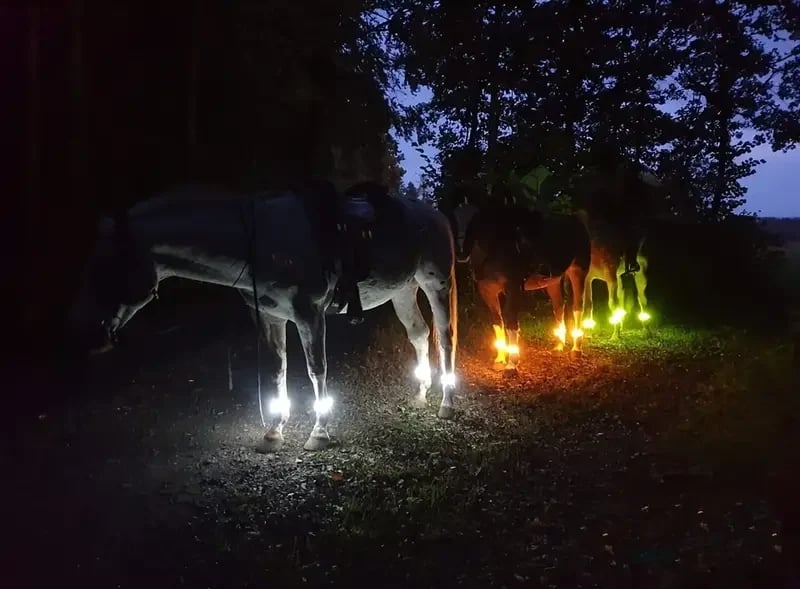 Horses wearing illuminated leg straps outdoors at dusk